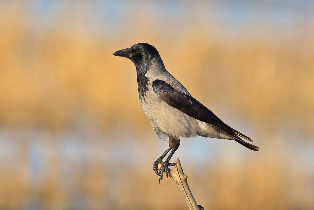 Corvus cornix